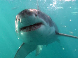 Great White Shark