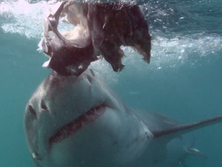 Great white shark dive